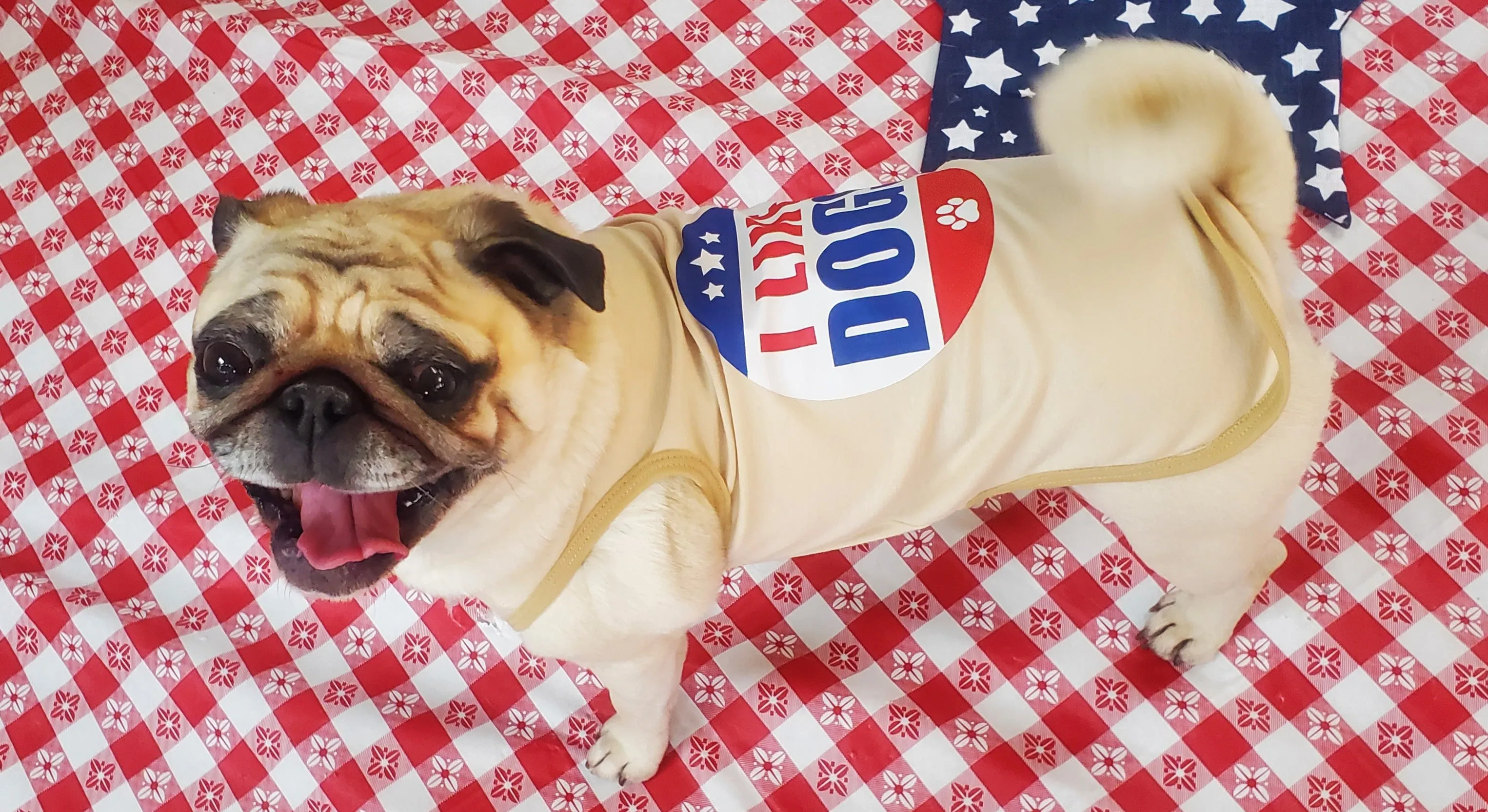 I Like Dogs Dog Tee